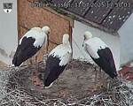 Capi_Dubne_20250731_175003.jpg