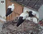 Capi_Dubne_20250731_181003.jpg