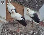 Capi_Dubne_20250731_183003.jpg