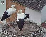 Capi_Dubne_20250731_184503.jpg