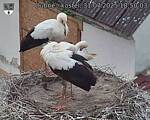 Capi_Dubne_20250731_185003.jpg