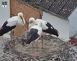 Capi_Dubne_20250731_185503.jpg
