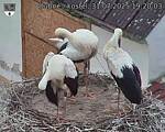 Capi_Dubne_20250731_192003.jpg