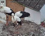 Capi_Dubne_20250731_193504.jpg