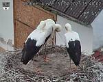 Capi_Dubne_20250731_194002.jpg