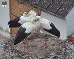 Capi_Dubne_20250731_194504.jpg