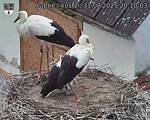Capi_Dubne_20250731_201003.jpg