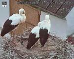 Capi_Dubne_20250731_202003.jpg