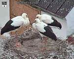 Capi_Dubne_20250731_203003.jpg