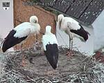 Capi_Dubne_20250731_204002.jpg