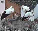 Capi_Dubne_20250731_204503.jpg