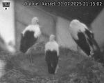 Capi_Dubne_20250731_211502.jpg