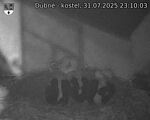 Capi_Dubne_20250731_231003.jpg
