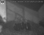 Capi_Dubne_20250731_232002.jpg