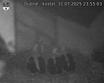 Capi_Dubne_20250731_235503.jpg