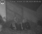 Capi_Dubne_20250801_000502.jpg
