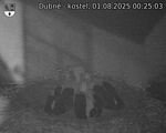 Capi_Dubne_20250801_002503.jpg