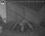 Capi_Dubne_20250801_004503.jpg