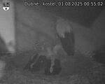 Capi_Dubne_20250801_005502.jpg