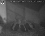 Capi_Dubne_20250801_014003.jpg