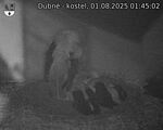 Capi_Dubne_20250801_014502.jpg