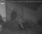 Capi_Dubne_20250801_015503.jpg