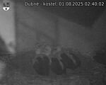 Capi_Dubne_20250801_024002.jpg