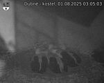 Capi_Dubne_20250801_030503.jpg