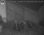 Capi_Dubne_20250801_031502.jpg