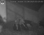 Capi_Dubne_20250801_032503.jpg