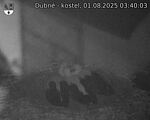 Capi_Dubne_20250801_034003.jpg