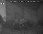 Capi_Dubne_20250801_035502.jpg