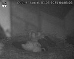 Capi_Dubne_20250801_040503.jpg