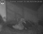 Capi_Dubne_20250801_042002.jpg