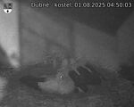 Capi_Dubne_20250801_045003.jpg