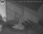 Capi_Dubne_20250801_045503.jpg