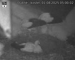 Capi_Dubne_20250801_050002.jpg