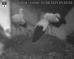 Capi_Dubne_20250801_050503.jpg