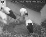 Capi_Dubne_20250801_051003.jpg