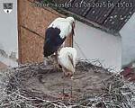 Capi_Dubne_20250801_061503.jpg