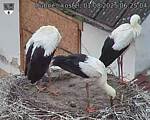 Capi_Dubne_20250801_062504.jpg