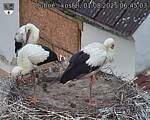 Capi_Dubne_20250801_064503.jpg