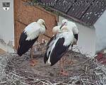 Capi_Dubne_20250801_065002.jpg