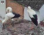 Capi_Dubne_20250801_072003.jpg