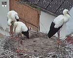 Capi_Dubne_20250801_073502.jpg