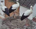 Capi_Dubne_20250801_075503.jpg