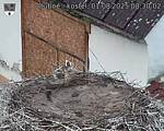 Capi_Dubne_20250801_083002.jpg