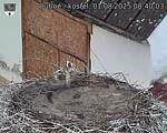 Capi_Dubne_20250801_084003.jpg