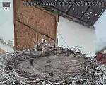Capi_Dubne_20250801_085503.jpg