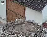 Capi_Dubne_20250801_091004.jpg